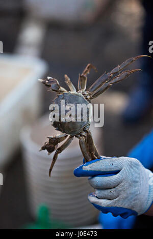 Pescatore granchio di contenimento sul mercato del pesce Foto Stock