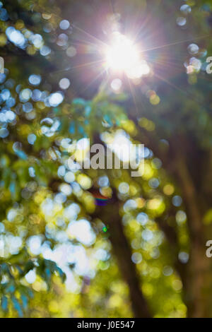 Pomeriggio luminoso nella foresta, abstract sfondo ambientale Foto Stock