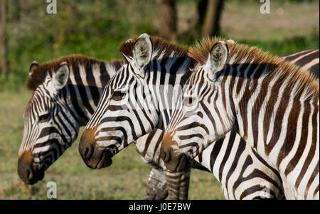 Tre zebre stanno insieme. Kenya. Tanzania. Parco nazionale. Serengeti. Maasai Mara. Foto Stock