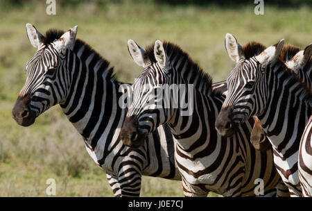 Tre zebre stanno insieme. Kenya. Tanzania. Parco nazionale. Serengeti. Maasai Mara. Foto Stock