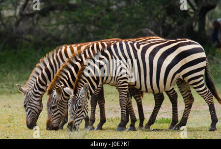 Tre zebre stanno insieme. Kenya. Tanzania. Parco nazionale. Serengeti. Maasai Mara. Foto Stock