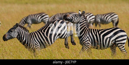 Un gruppo di zebre nella savana. Kenya. Tanzania. Parco nazionale. Serengeti. Maasai Mara. Foto Stock