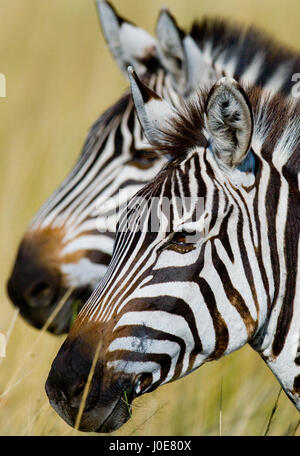 Ritratto di due zebre. Kenya. Tanzania. Parco nazionale. Serengeti. Maasai Mara. Foto Stock