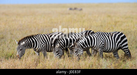 Tre zebre stanno insieme. Kenya. Tanzania. Parco nazionale. Serengeti. Maasai Mara. Foto Stock