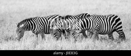 Tre zebre stanno insieme. Kenya. Tanzania. Parco nazionale. Serengeti. Maasai Mara. Foto Stock
