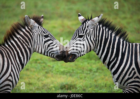 Ritratto di due zebre. Kenya. Tanzania. Parco nazionale. Serengeti. Maasai Mara. Foto Stock