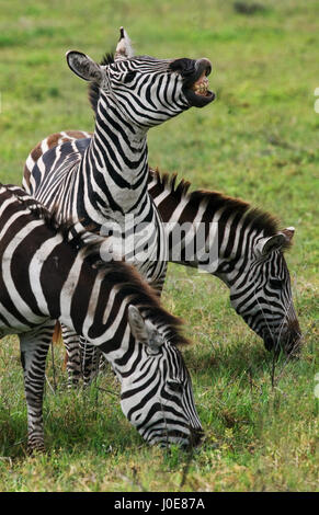 Tre zebre stanno insieme. Kenya. Tanzania. Parco nazionale. Serengeti. Maasai Mara. Foto Stock