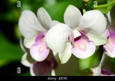 Bianco e viola Denerobium Orchidee (Dendrobium ibrido) naturale su sfondo verde. Foto Stock