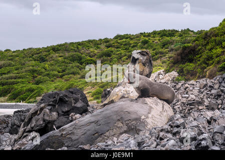 Nuova Zelanda pelliccia sigillo (Arctocephalus forsteri) ruggente sulla roccia, Blackhead, Dunedin,, Otago Southland, Nuova Zelanda Foto Stock