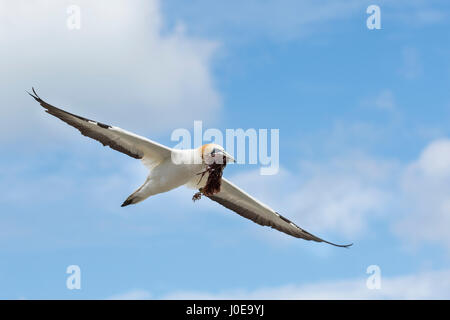 Australasian gannett (Morus serrator), adulto in volo con materiale di nidificazione, Muriwai Beach, Auckland, Isola del nord, Nuova Zelanda Foto Stock