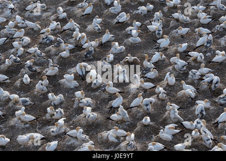 Australasian gannett (Morus serrator) colonia colonia di allevamento con nidi, giovani e adulti di uccelli, Muriwai Beach, Auckland Foto Stock