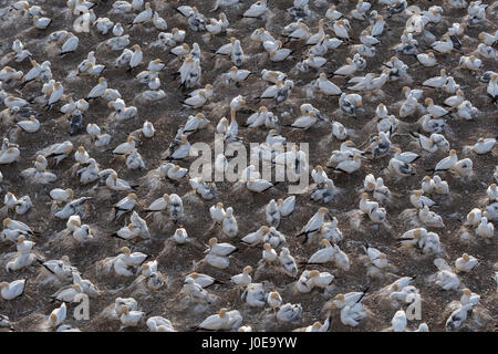 Australasian sule (Morus serrator) allevamento di colonie colonie con nidi, pulcini e uccelli adulti, Muriwai Beach, Auckland Foto Stock