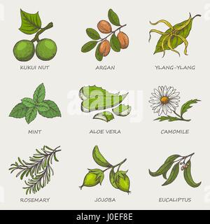 Set di erbe e piante disegnati a mano le icone che sono usati in cosmetica e medicina naturale. Illustrazione Vettoriale Illustrazione Vettoriale