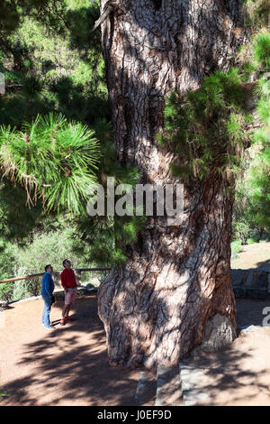 VILAFLOR, Tenerife, SPAGNA-CIRCA 2016, Jan: i turisti sono vicino la millenaria pine con corona gigante. Pino millenario si trova nel Parco Nazionale del Teide Foto Stock