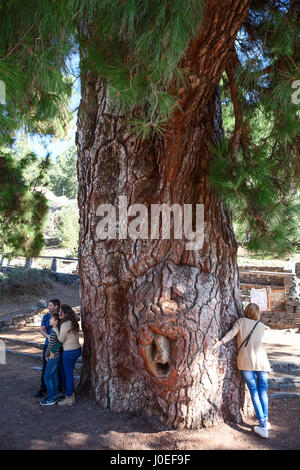 VILAFLOR, Tenerife, SPAGNA-CIRCA 2016, Jan: turisti spagnoli hanno messo le mani nel cavo di un migliaio di anni di pino Vilaflor e spaventare ogni altro. Mi Foto Stock