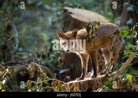 Red Fox incontro per luce diurna Foto Stock