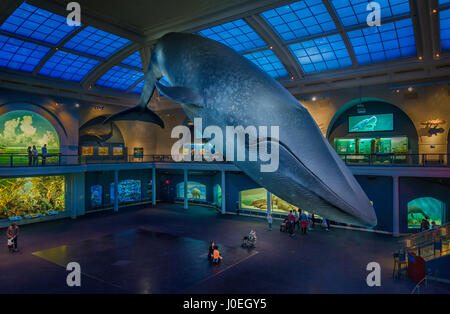 Stati Uniti, New York, il Museo Americano di Storia Naturale Foto Stock