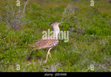 Kori bustard Ardeotis kori Namibia Marzo Foto Stock