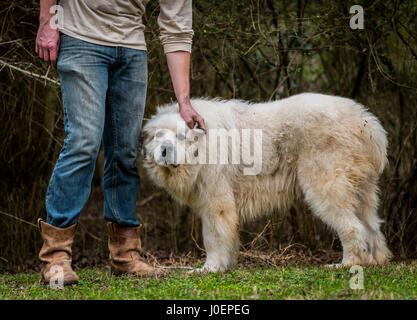 Grande Pirenei imbrancandosi cane sempre alcuni graffi auricolare dal suo proprietario Foto Stock