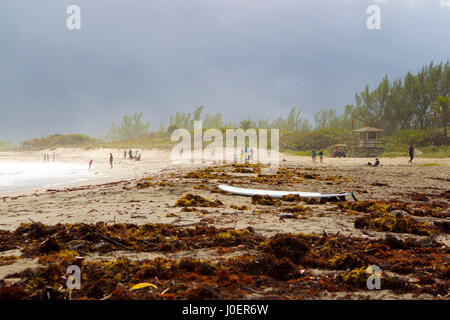 Si lava-up alghe copre un surf in spiaggia Jupiter, Florida. Foto Stock