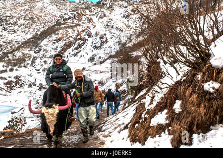 Turismo a cavallo di yak, Gangtok, Sikkim, India, Asia Foto Stock