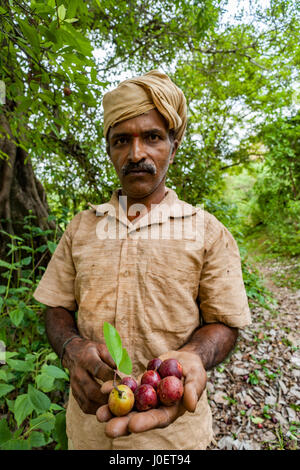 Contadino con Kokum frutta, verme village, yellapur, uttara kannada, Karnataka, India, Asia Foto Stock