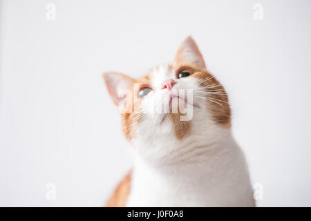 Lo zenzero e il cucciolo bianco guardando in alto Foto Stock