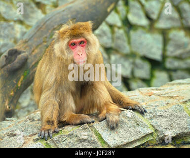 Monkey seduti sulle pietre Foto Stock