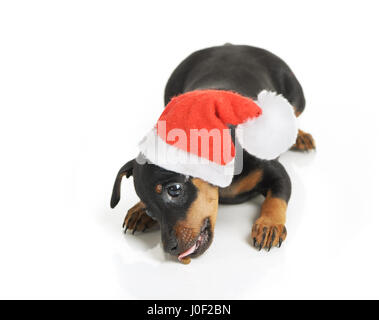 Cane in Santa hat isolato Foto Stock