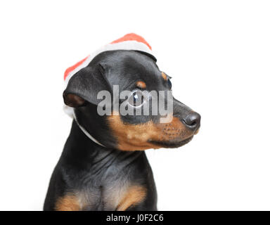 Cane in Santa hat isolato Foto Stock