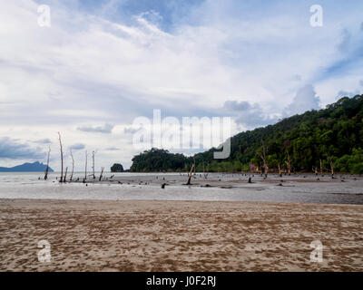 Mangrovie in Bako National Park, Borneo Malaysia Foto Stock