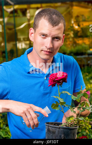 L uomo si riversa rose con fertilizzante da una provetta Foto Stock