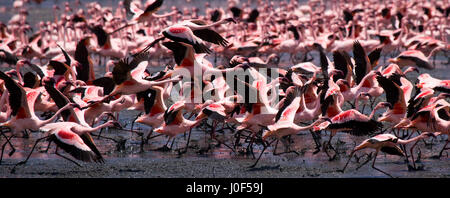 Un enorme gregge di fenicotteri che decollano. Kenya. Africa. Nakuru National Park. Riserva nazionale del lago Bogoria. Foto Stock