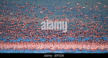 Fenicotteri in volo. Kenya. L'Africa. Nakuru National Park. Il lago Bogoria riserva nazionale. Foto Stock