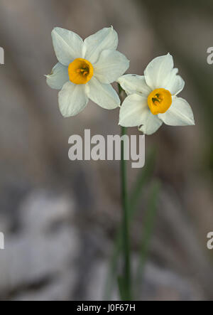 Twin fiori di narciso tazetta crescente selvatici in Grecia Foto Stock