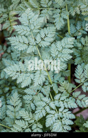 Poison hemlock, Conium maculatum, foglie fresche Foto Stock