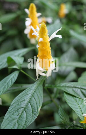 Pachystachys lutea Nees candela Golden impianti adibiti alla pesca di gamberetti lecca-lecca Foto Stock