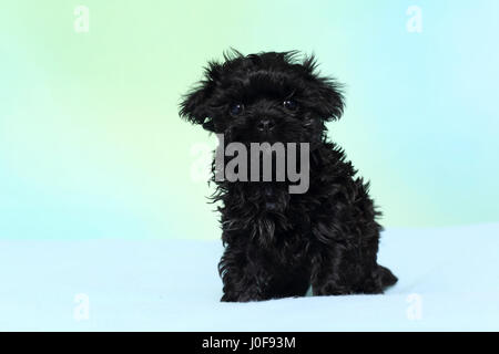 Bolonka Zwetna. Cucciolo nero (7 settimane di età) seduta. Studio Immagine contro un sfondo turchese Foto Stock