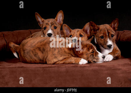 Basenji. Quattro cuccioli (6 settimane di età) giacente su un letto di pet. Studio Immagine contro un sfondo marrone. Germania Foto Stock