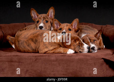 Basenji. Quattro cuccioli (6 settimane di età) giacente su un letto di pet. Studio Immagine contro un sfondo marrone. Germania Foto Stock