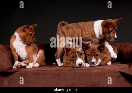 Basenji. Quattro cuccioli (6 settimane di età) su un letto di pet. Studio Immagine contro un sfondo marrone. Germania Foto Stock