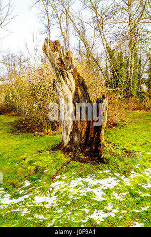 Ceppo di albero di un albero che è stato abbattuto da un fulmine in Campbell Parco Valle nelle township su Langley in British Columbia, Canada Foto Stock