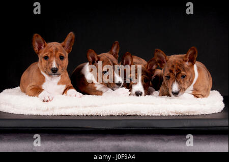 Basenji. Quattro cuccioli (6 settimane di età) giacente su un letto di pet. Studio Immagine contro uno sfondo nero. Germania Foto Stock