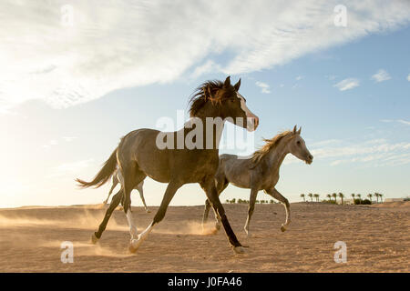 Arabian Horse. I capretti mares trotto nel deserto al tramonto. Egitto Foto Stock