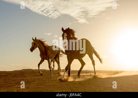 Arabian Horse. I capretti mares trotto nel deserto al tramonto. Egitto Foto Stock