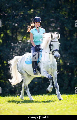Pony Connemara. Giovane pilota sul retro di un adulto grigio al galoppo in un prato. Austria Foto Stock