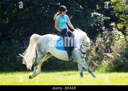 Pony Connemara. Giovane pilota sul retro di un adulto grigio al galoppo in un prato. Austria Foto Stock
