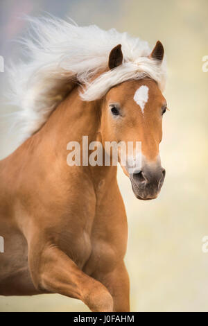 Cavalli di Razza Haflinger. Ritratto di uno stallone. Alto Adige, Italia Foto Stock