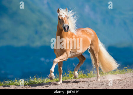 Cavalli di Razza Haflinger. Stallone trotto in un paddock. Alto Adige, Italia Foto Stock