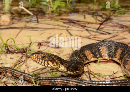 Un acqua nastrati Snake crogiolarsi a bordo di un piccolo stagno. Foto Stock